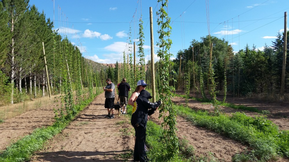 Grow you beautiful hops, grow!
